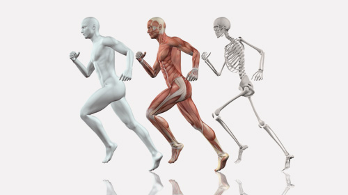 Exercise, nutrition and bone strength
